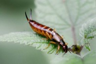 Earwigs
